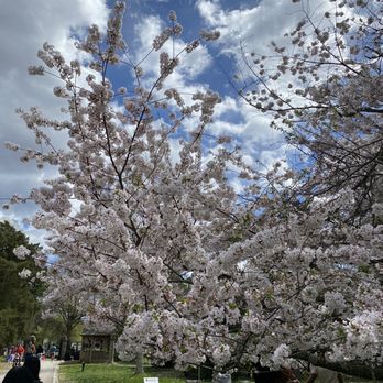 Maymont - White Cherry Blossoms - Parks Near Me - Richmond, Virginia