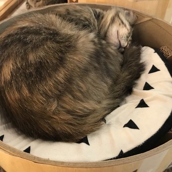 NEKO: A Cat Cafe - Themed Cafes Near Me - Seattle, Washington
