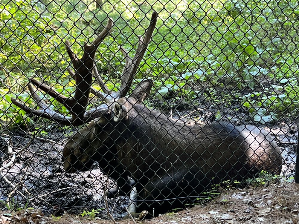 MAINE WILDLIFE PARK Updated October 2024 173 Photos & 92 Reviews 56 Game Farm Rd, Gray