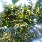 Foto zu Tropengewächshäuser des Botanischen Gartens - Hamburg, Deutschland