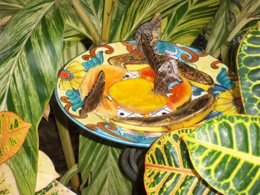 The Key West Butterfly and Nature Conservatory by null