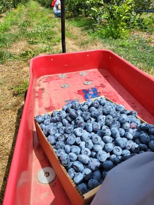 Hoffman Farms Store by null