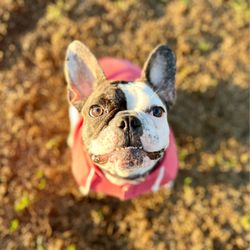 Petra K9 - The troublemaker herself
