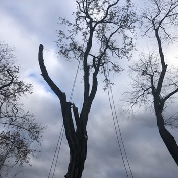 PJ & Sons Tree Service - Tree Services Near Me PJ & Sons Tree Service - Tree Services Near Me