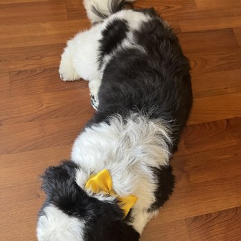 Fluff Yeah Grooming - Gracie's After (@gracie_thehavi): - Pet Groomers Near Me - Fremont, California Fluff Yeah Grooming - Gracie's After (@gracie_thehavi): - Pet Groomers Near Me - Fremont, California