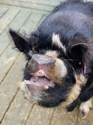 Willowbank Wildlife Reserve by null