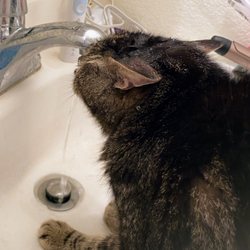 Faith Rothlisberger - Animal Communicator - wink taking a shower in the bathroom sink.