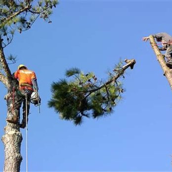 InstaCare Tree Service - We work as a team. - Tree Services Near Me InstaCare Tree Service - We work as a team. - Tree Services Near Me