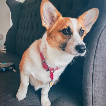 Your Pets Vets - Veterinarians Near Me - Pembroke Pines, Florida Your Pets Vets - Veterinarians Near Me - Pembroke Pines, Florida