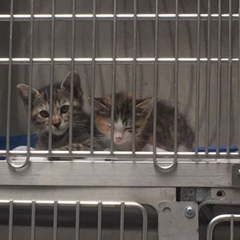 spcaLA Pet Adoption Center - We adopted the kitty on the right! - Pet Adoption Near Me - Los Angeles, California spcaLA Pet Adoption Center - We adopted the kitty on the right! - Pet Adoption Near Me - Los Angeles, California