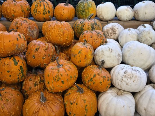 Whole Foods Market by null