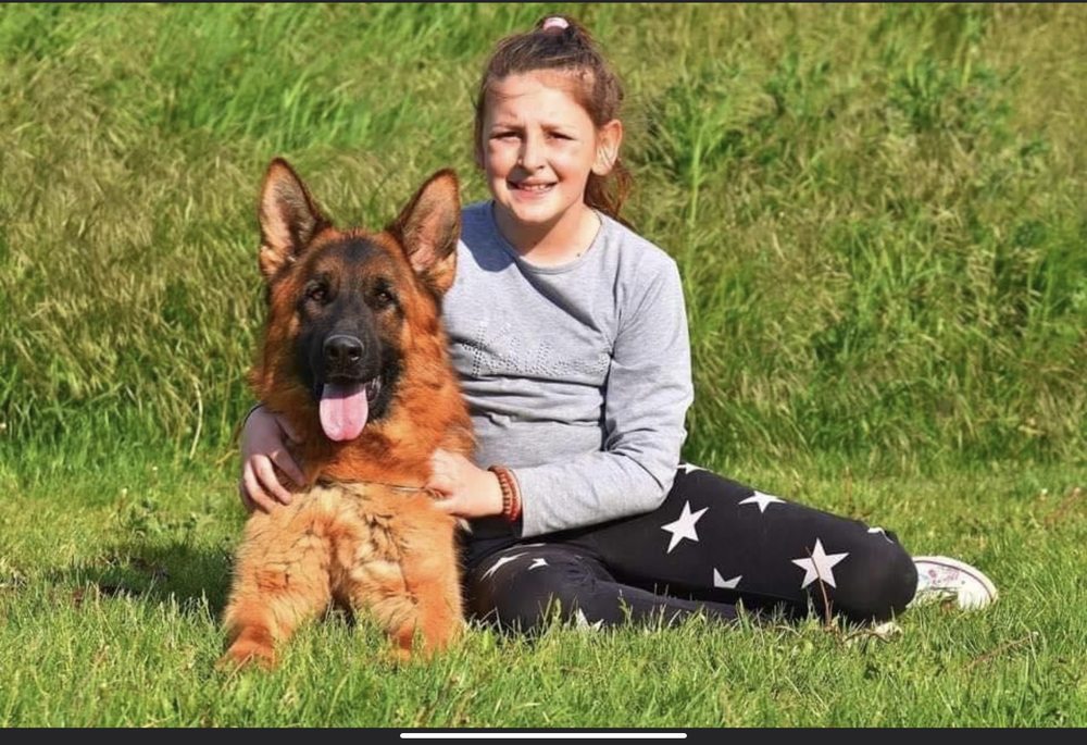 NOBLE GERMAN SHEPHERDS OF MAINE Request Information 11 Photos 754