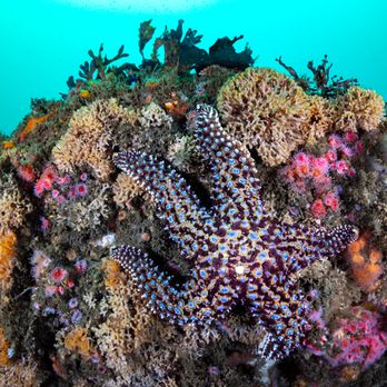 Marissa Charters - Scuba Diving Near Me - San Diego,, California Marissa Charters - Scuba Diving Near Me - San Diego,, California