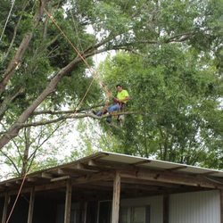 Tree Outlaws