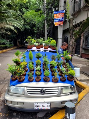 Parque México by null