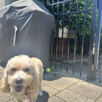 Lakeside Pet Sitting - Pet Sitting Near Me - Mooresville, North Carolina Lakeside Pet Sitting - Pet Sitting Near Me - Mooresville, North Carolina