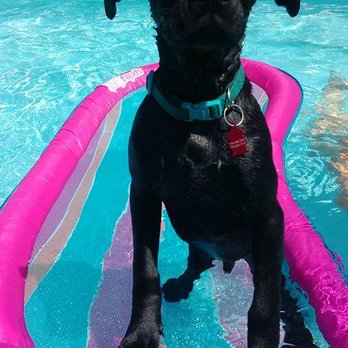 A Better Dog Kennel - Floating around - Pet Training Near Me - Monroe, North Carolina