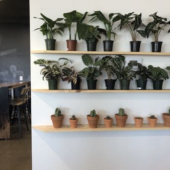 Little Bear Coffee - Coffee & Tea Near Me - Albuquerque, New Mexico