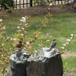Alpha Lawn Maintenance - Robins bathing in our fountain.