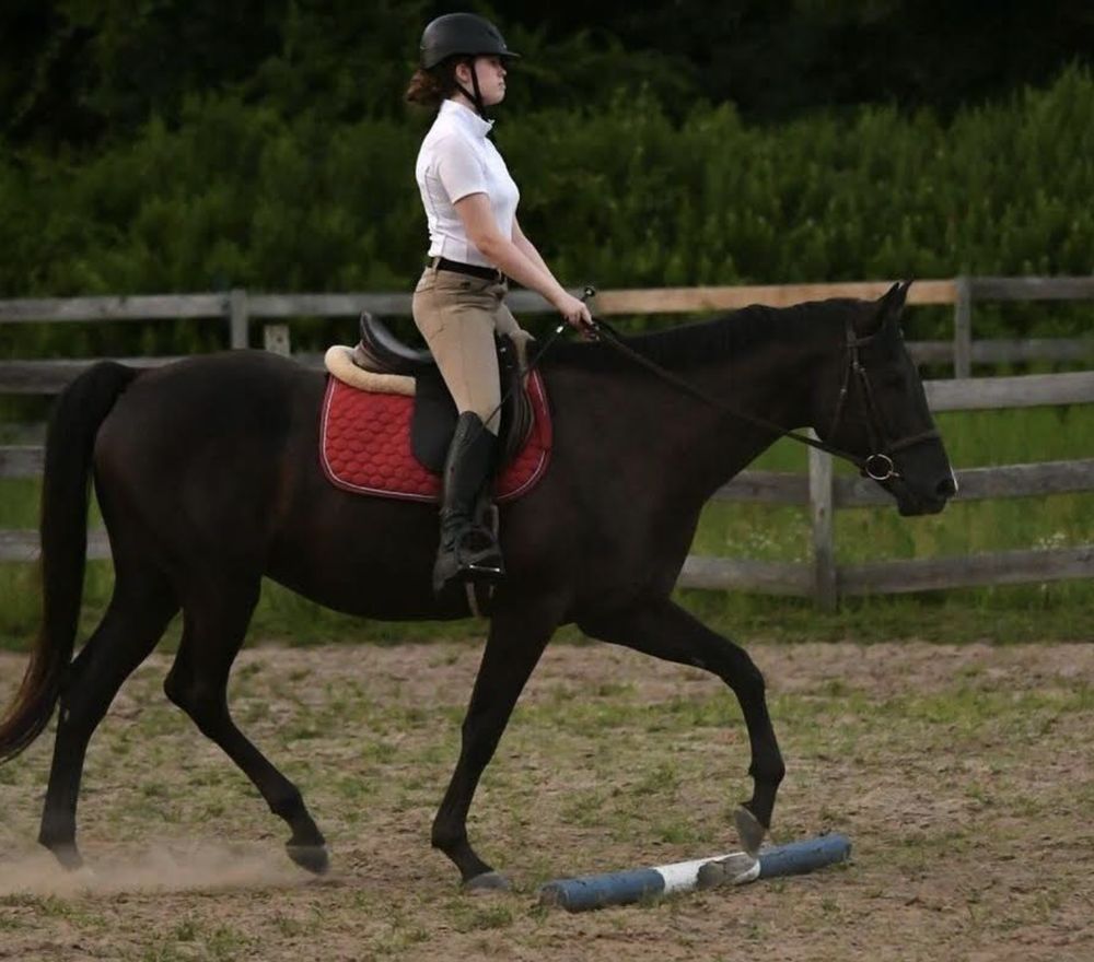 Stonecrest Farm - equestrian in Southbury, CT