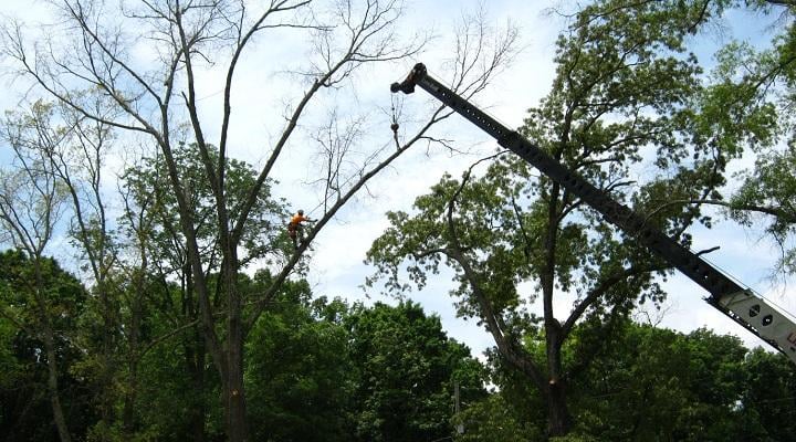 Wood Movers Tree Service - tree service in Huntsville, AL
