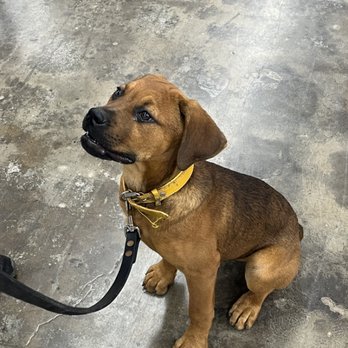 Elite K-9 - Medusa is the most focused! - Pet Training Near Me - Marion, Illinois