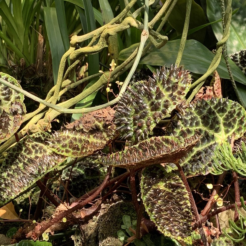 Amazon Spheres - Botanical Gardens Near Me - Seattle, Washington Amazon Spheres - Botanical Gardens Near Me - Seattle, Washington