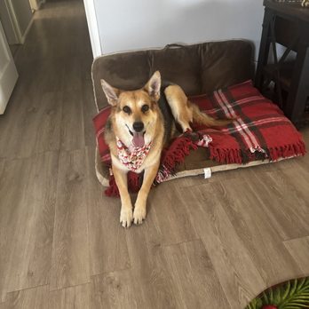 DogDash Mobile Grooming - Luna - Pet Groomers Near Me