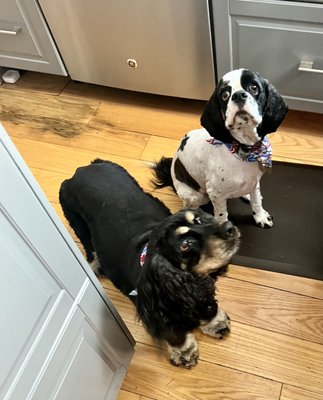 The Dog House by null