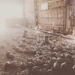 W G Oulton & Son's - Chickens