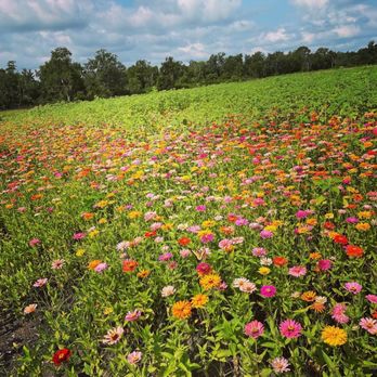 Berry Sweet Acres - More azaleas - Pick Your Own Farms Near Me - Plant City, Florida