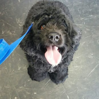 Beggin 4 more - Oreo Before - Pet Groomers Near Me - Apple Valley, California