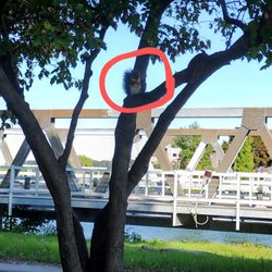 Irondequoit Bay Marine Park - The squirrel is eating a Cheeto!