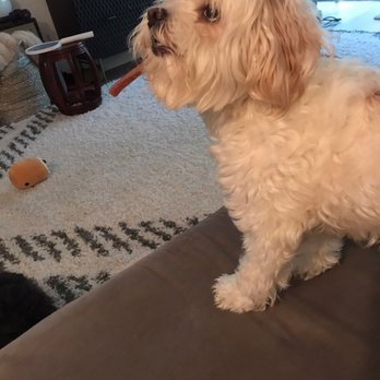 LA Pet Home - Before haircut - floofy! - Pet Stores Near Me - Pasadena, California
