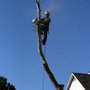 Urban Arbor Tree Service