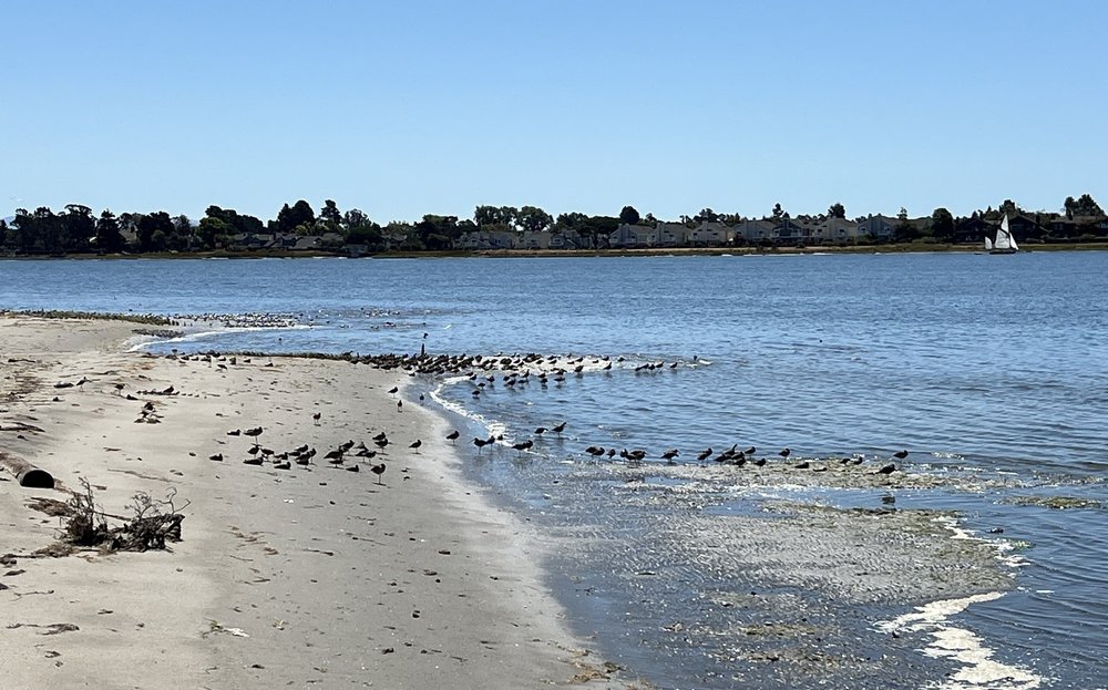 Alameda Beach