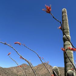 King Canyon Trailhead