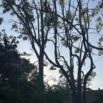 Affordable Tree Care - Tree Services Near Me Affordable Tree Care - Tree Services Near Me
