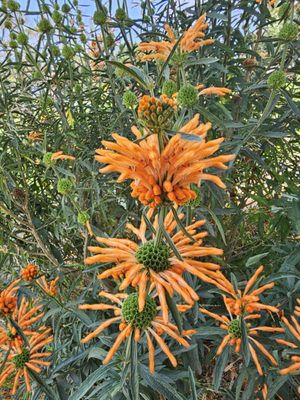 Olivewood Gardens and Learning Center by null