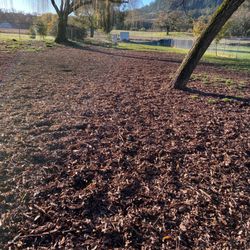 Galvin Park - Dog park