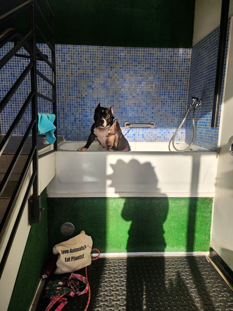 WAG-A-LOT - pet boarding facility in Decatur, GA