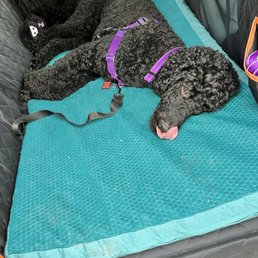 Poe's post daycare flop. He hits the backseat and passes out :) Poe's post daycare flop. He hits the backseat and passes out :)