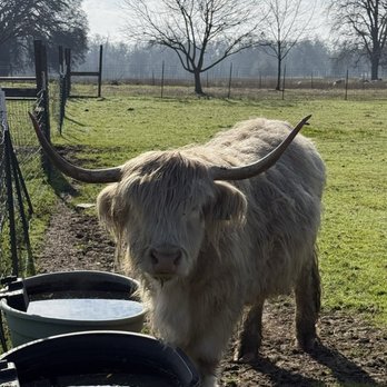 GoatHouse Brewing Co - Wyatt the mini highland cow! - Breweries Near Me - Lincoln, California