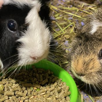 Ready, Pet, Go! - Tigger and Piglet had no complaints! - Pet Sitting Near Me