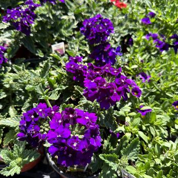 Central Valley Landscaping - Landscaping Near Me