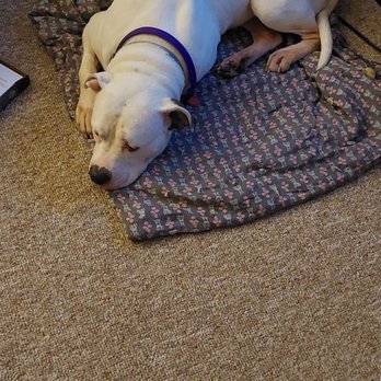 Animal Friends - One of my babies (Serenity) - Animal Shelters Near Me - Pittsburgh, Pennsylvania Animal Friends - One of my babies (Serenity) - Animal Shelters Near Me - Pittsburgh, Pennsylvania