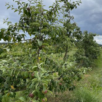 Finnriver Farm & Cidery - Apple tree - Cideries Near Me - Chimacum, Washington Finnriver Farm & Cidery - Apple tree - Cideries Near Me - Chimacum, Washington
