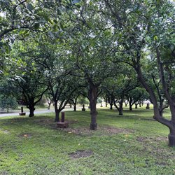 Orange groves
