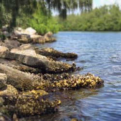FAU Harbor Branch Oceanographic Institute - The Point.