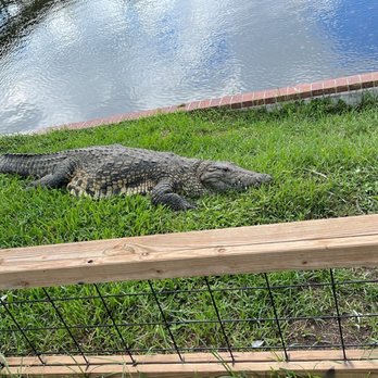 Gatorland - Zoos Near Me - Orlando, Florida Gatorland - Zoos Near Me - Orlando, Florida
